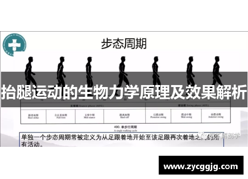 抬腿运动的生物力学原理及效果解析 抬腿运动的生物力学原理及效果解析