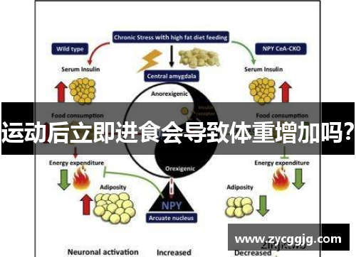 运动后立即进食会导致体重增加吗? 运动后立即进食会导致体重增加吗?